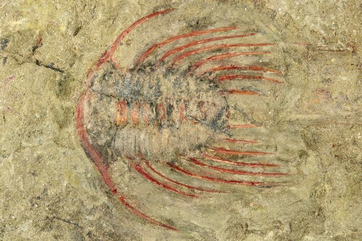 Selenopeltis Trilobite With Red Spines - Fezouata Formation #270550